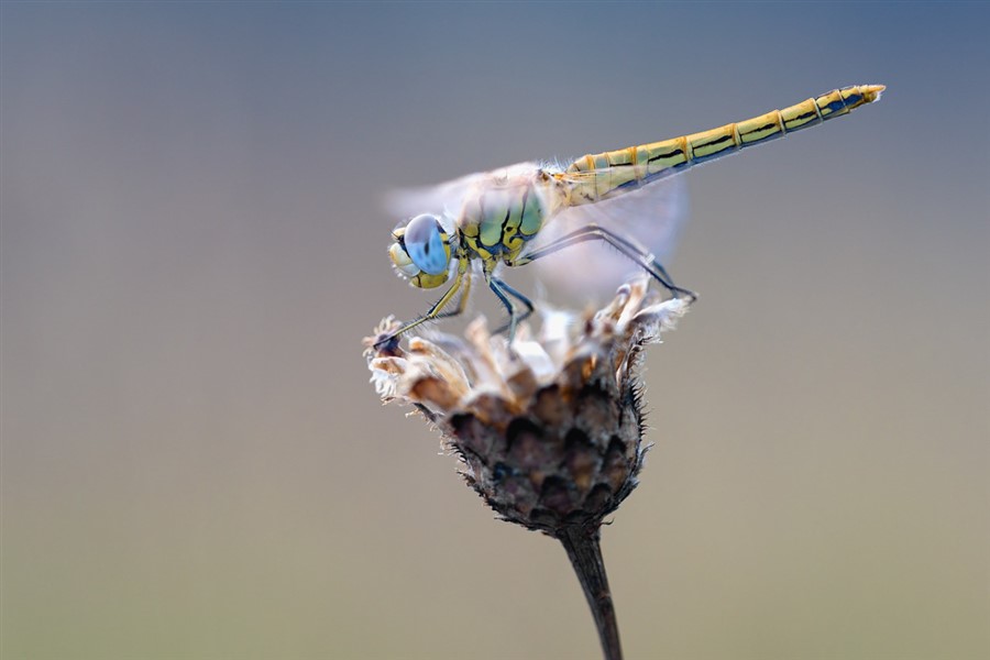 Bericht Blog boswachter Mark: Zoeken naar kleurrijke insecten  bekijken
