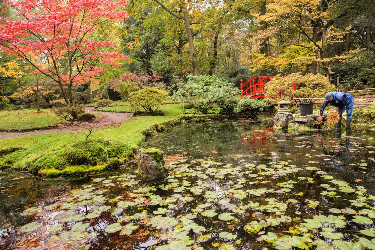 De Japanse Tuin weer open! Vijf redenen om te gaan | Het Haagse Groen